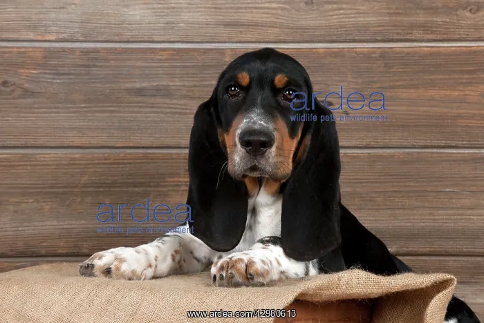  : DOG - Basset hound puppy sitting in a box