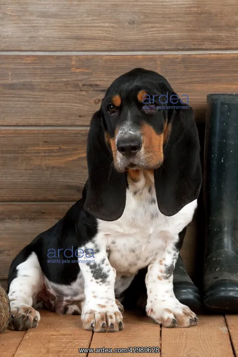 : DOG - Basset hound puppy sitting with wellington boots : DOG - Basset hound puppy sitting with wellington boots