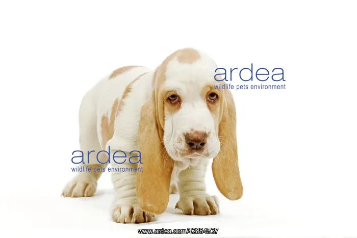  : Dog - Basset Hound puppy in studio