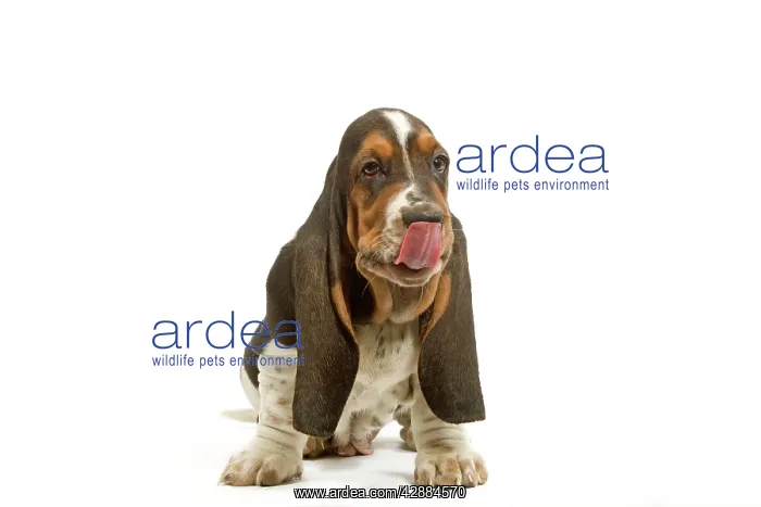 : Dog - Basset Hound puppy in studio licking lips : Dog - Basset Hound puppy in studio licking lips