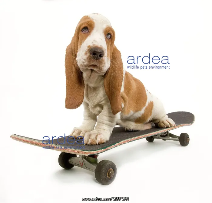 : Dog - Basset Hound puppy in studio on skateboard : Dog - Basset Hound puppy in studio on skateboard