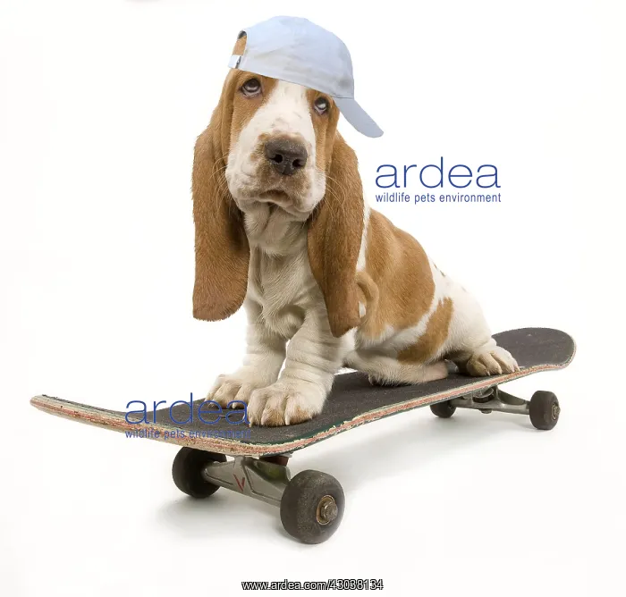 : Dog - Basset Hound puppy in studio on skateboard : Dog - Basset Hound puppy in studio on skateboard