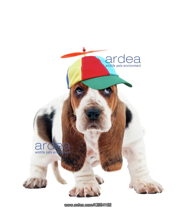 : Dog - Basset Hound puppy wearing comedy propeller : Dog - Basset Hound puppy wearing comedy propeller