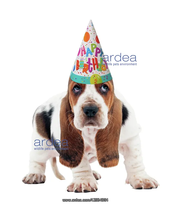 : Dog - Basset Hound puppy wearing happy birthday party hat : Dog - Basset Hound puppy wearing happy birthday party hat