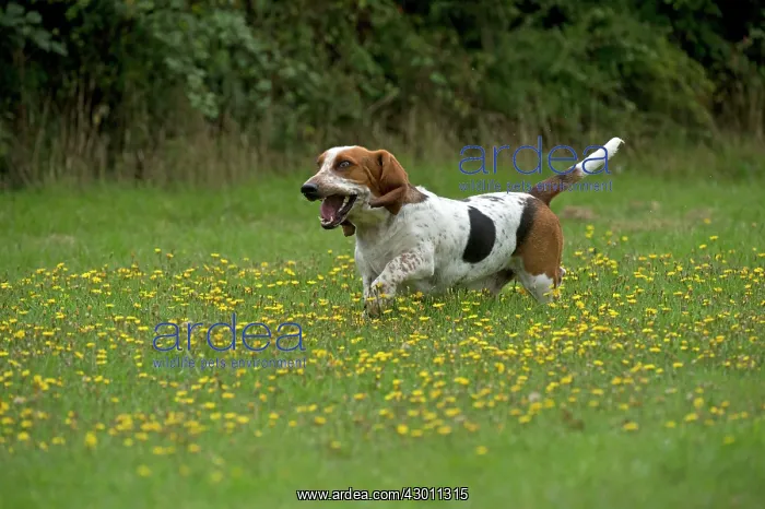 : DOG Basset Hound running in a field : DOG Basset Hound running in a field