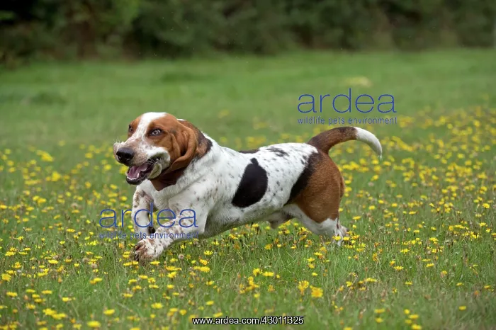 : DOG Basset Hound running in a field : DOG Basset Hound running in a field