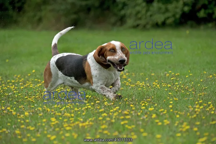 : DOG Basset Hound running in a field : DOG Basset Hound running in a field