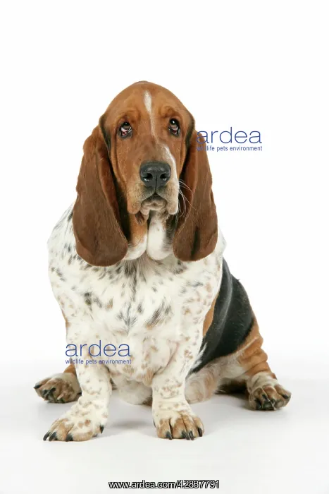 : DOG. Basset hound sitting down : DOG. Basset hound sitting down