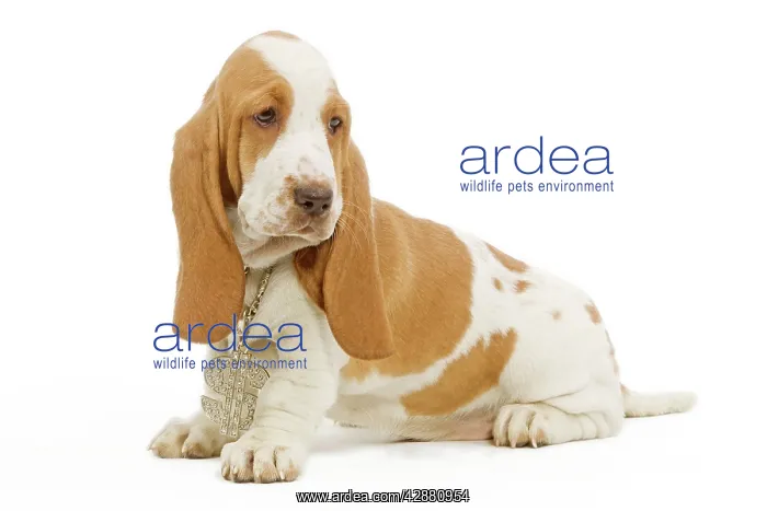 : Dog - Basset Hound sitting in studio wearing dollar : Dog - Basset Hound sitting in studio wearing dollar