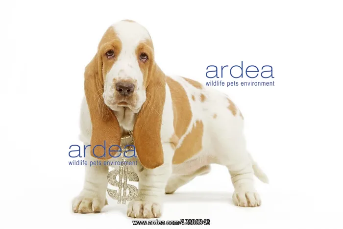 : Dog - Basset Hound standing in studio wearing dollar : Dog - Basset Hound standing in studio wearing dollar