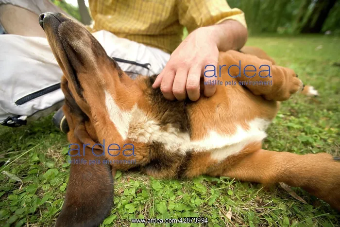  : Dog - Basset hound being stroked by owner