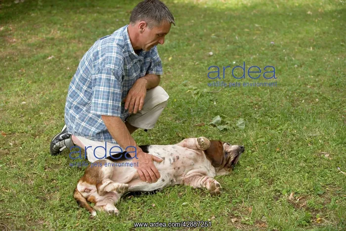 : Dog - Basset Hound on back being stroked by owner : Dog - Basset Hound on back being stroked by owner
