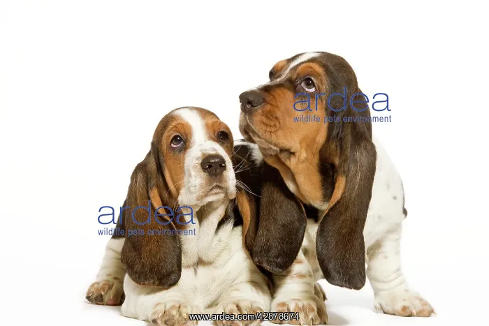  : Dog - Basset Hound - two in studio
