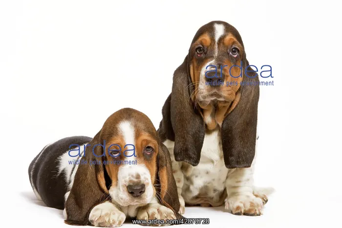  : Dog - Basset Hound - two in studio