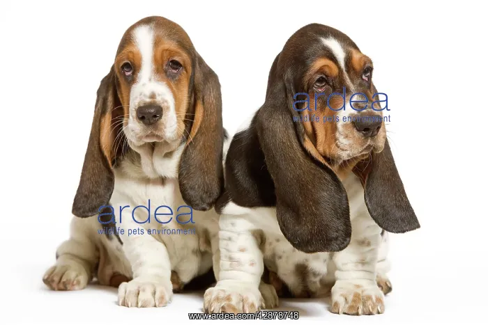  : Dog - Basset Hound - two in studio