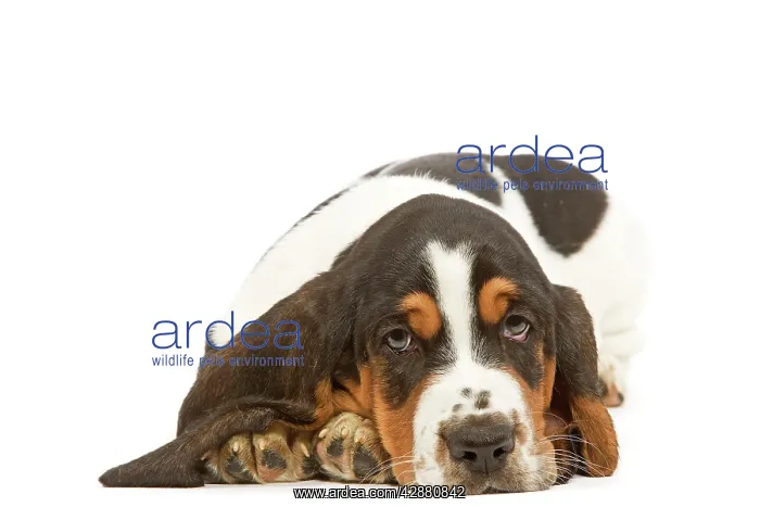  : Dog - Basset Hound in studio