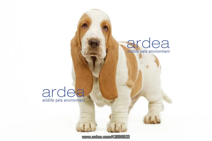  : Dog - Basset Hound in studio