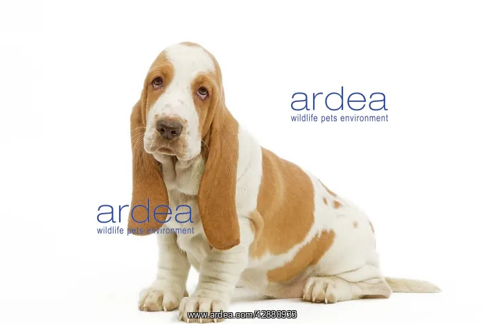  : Dog - Basset Hound in studio