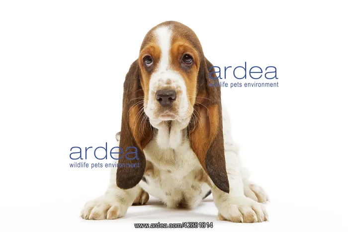  : Dog - Basset Hound in studio