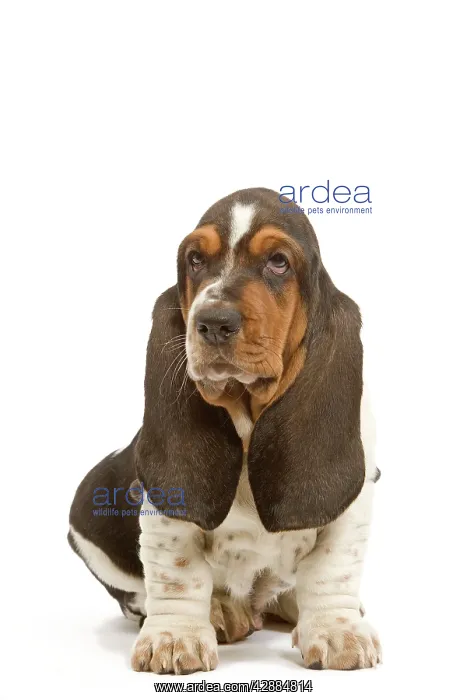  : Dog - Basset Hound - in studio
