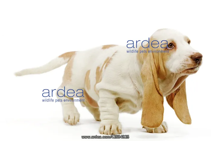 : Dog - Basset Hound - in studio