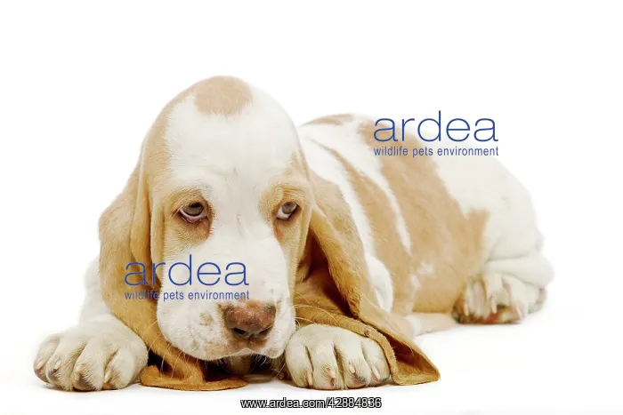  : Dog - Basset Hound - in studio