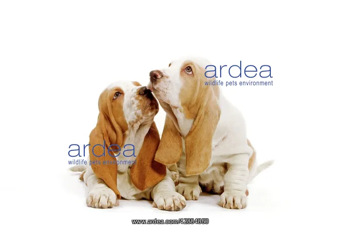  : Dog - Basset Hound - two in studio