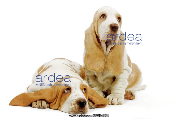  : Dog - Basset Hound - two in studio