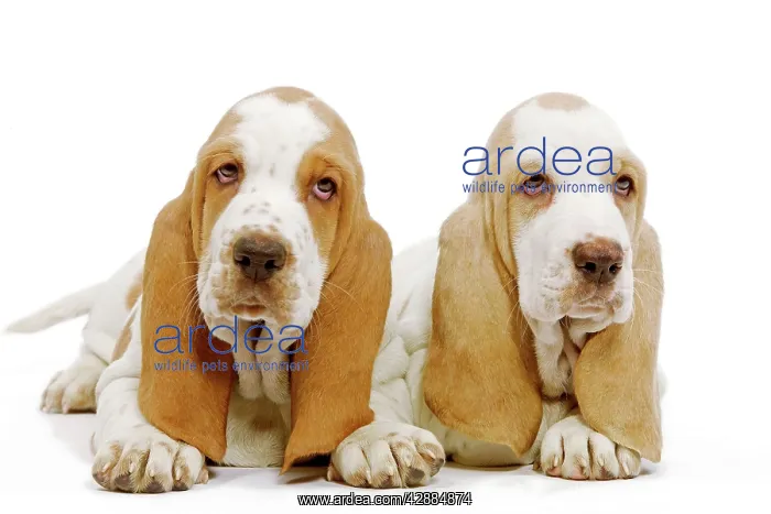  : Dog - Basset Hound - two in studio