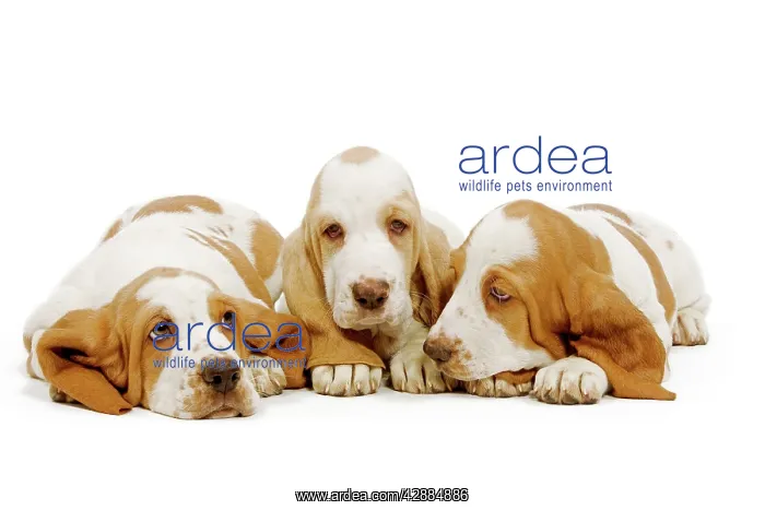  : Dog - Basset Hound - three in studio