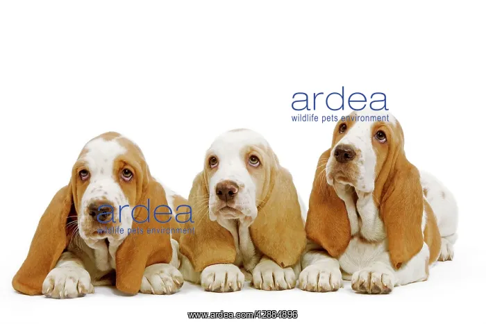  : Dog - Basset Hound - three in studio