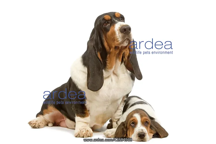  : Dog - Basset Hound - two in studio