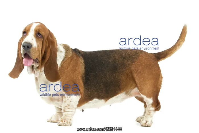  : Dog - Basset Hound in studio