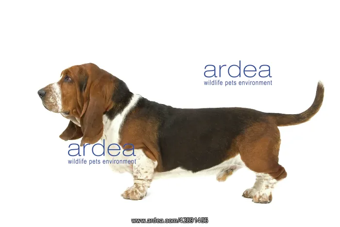  : Dog - Basset Hound in studio