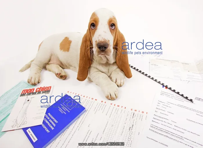 : Dog - Basset Hound in studio with documentation : Dog - Basset Hound in studio with documentation