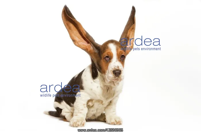  : Dog - Basset Hound in studio with ears up