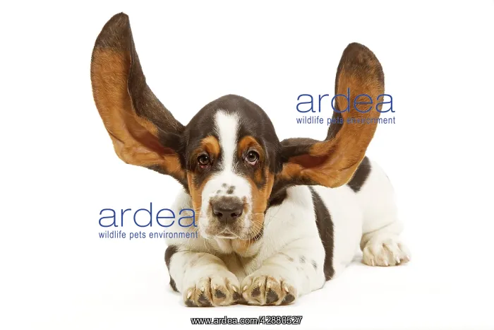  : Dog - Basset Hound in studio with ears up