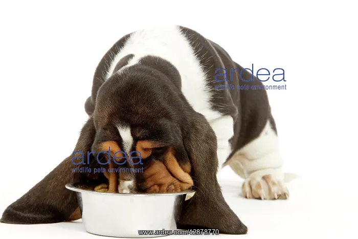 : Dog - Basset Hound - in studio eating food from bowl : Dog - Basset Hound - in studio eating food from bowl