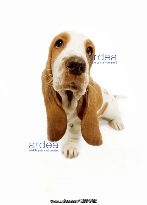  : Dog - Basset Hound - in studio fish-eye lense
