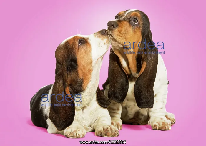 : Dog - Basset Hound - two in studio kissing : Dog - Basset Hound - two in studio kissing