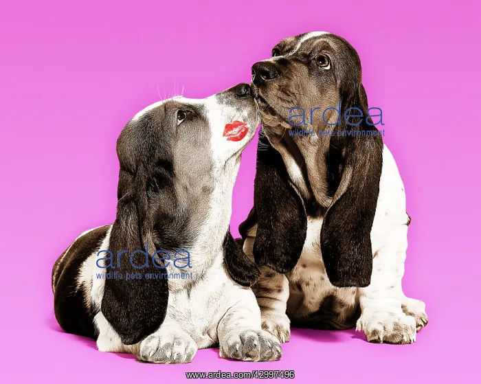 : Dog - Basset Hound - two in studio kissing : Dog - Basset Hound - two in studio kissing