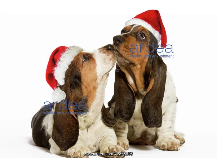 : Dog - Basset Hound - two in studio kissing wearing : Dog - Basset Hound - two in studio kissing wearing