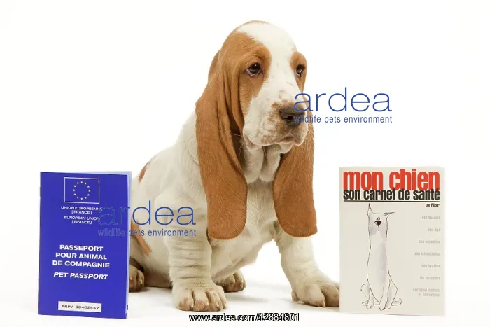 : Dog - Basset Hound - in studio with pet passport : Dog - Basset Hound - in studio with pet passport
