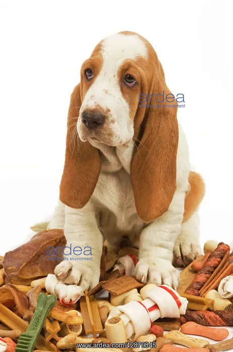 : Dog - Basset Hound in studio sitting on a pile : Dog - Basset Hound in studio sitting on a pile