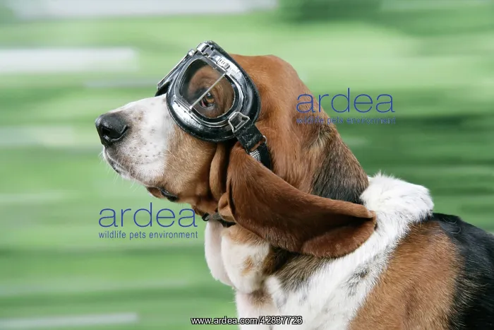  : DOG. Basset hound wearing goggles