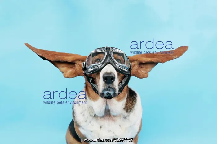  : DOG. Basset hound wearing goggles with ears out