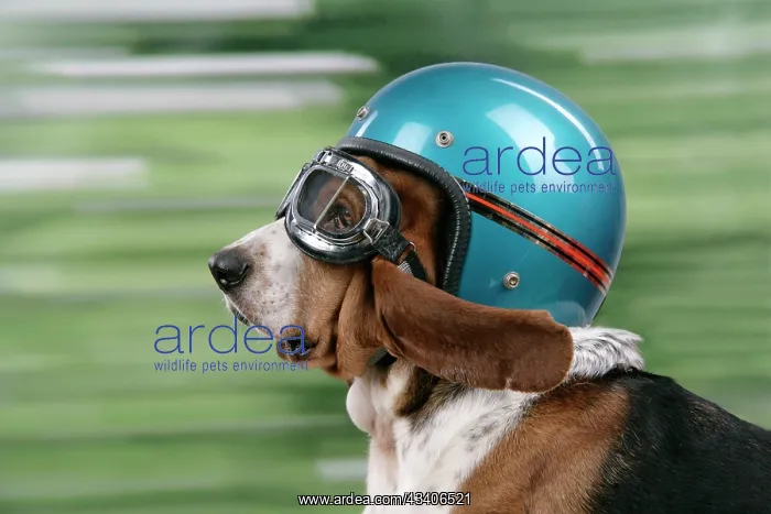 : DOG. Basset hound wearing goggles & helmet : DOG. Basset hound wearing goggles & helmet