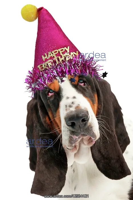 : Dog - Basset Hound wearing a Happy Birthday hat : Dog - Basset Hound wearing a Happy Birthday hat