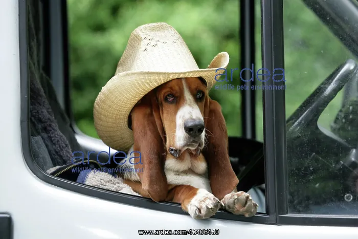  : Dog - Basset Hound wearing hat in van