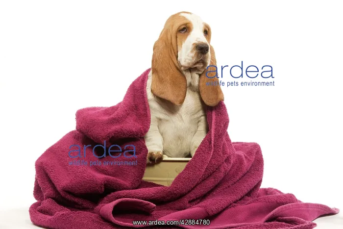  : Dog - Basset Hound wrapped in pink towel